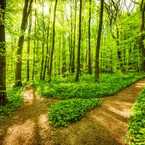 chemin forestier divergent 